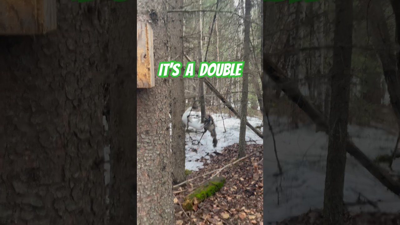 Weasel Chases A Squirrel Into A Trap. The Effectiveness of a 120 Conibear Trap. #trapping #squirrel