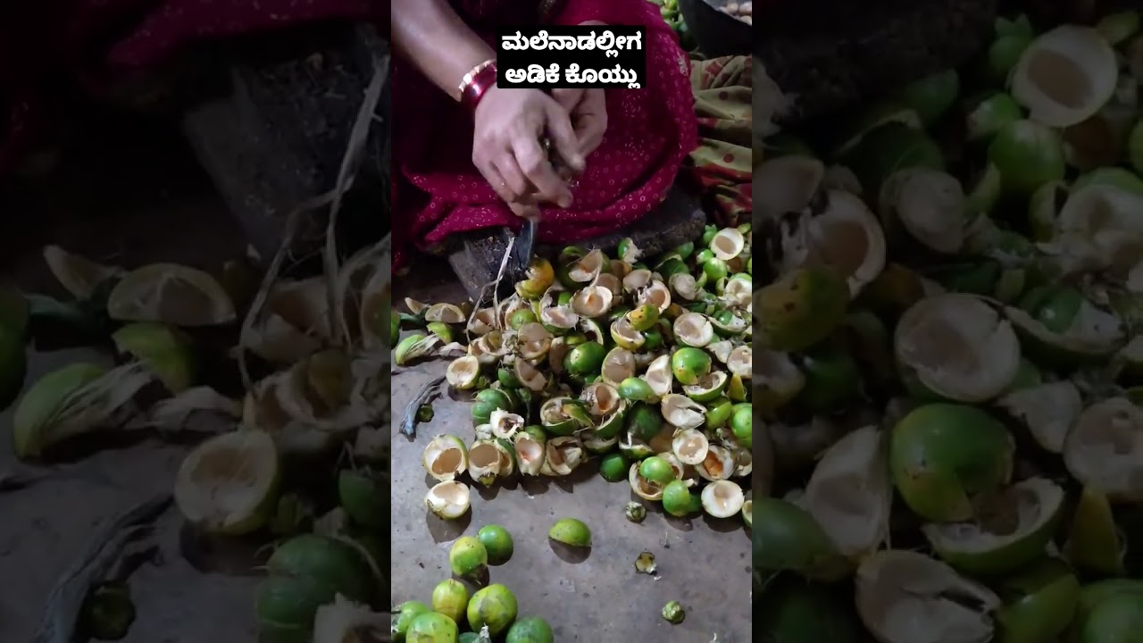 ಮಲೆನಾಡಲ್ಲೀಗ ಅಡಿಕೆ ಕೊಯ್ಲು 😍  #adike #adikekoylu