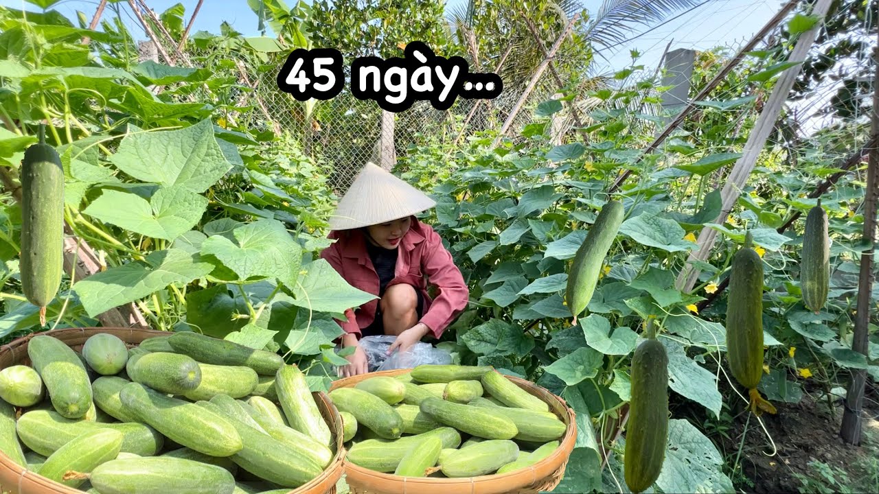 45 ngày Quyên và cha trồng 1 VƯỜN DƯA LEO TRÁI THẤY MÊ LUÔN. Quê Tôi #89