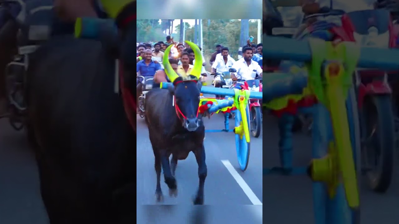 KSP#trendingshorts #1m #bulls #rekla#panthayam#reels##shorts#youtube #reels#today#trending
