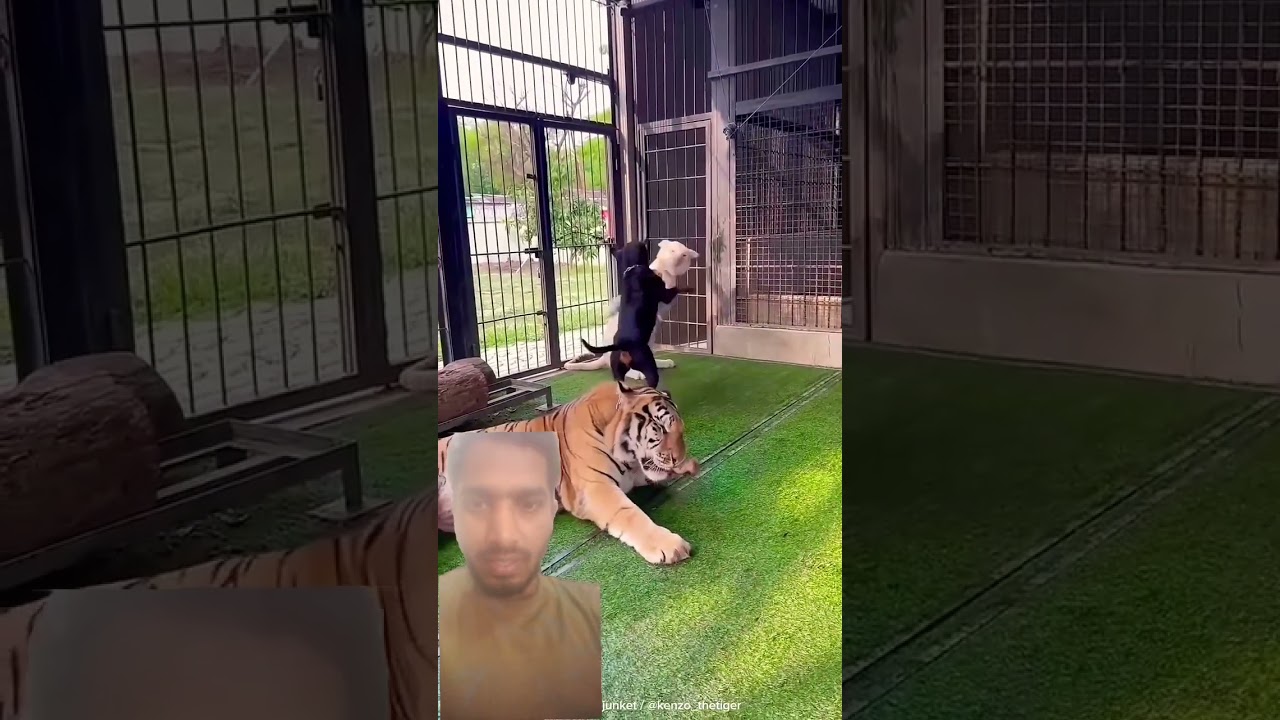 tiger #tiger #pets #animals #cute #puppy #kenzo #animaljunket #dogtrainer