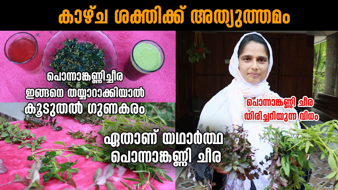 പൊന്നാങ്കണ്ണിച്ചീര തിരിച്ചറിയുന്നവിധവും ഉപയോ​ഗിക്കേണ്ട രീതിയും| ഇങ്ങനെ തയ്യാറാക്കിയാൽ കൂടുതൽ ​ഗുണകരം