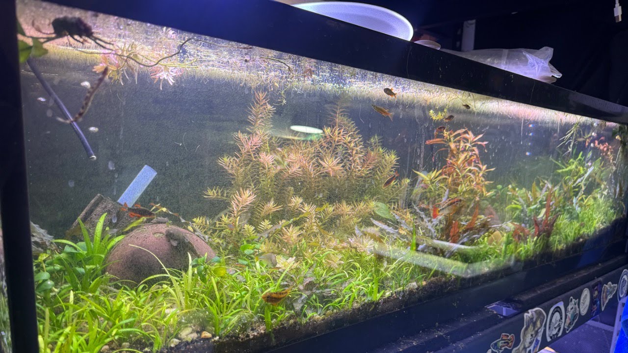 Water Change Wednesday