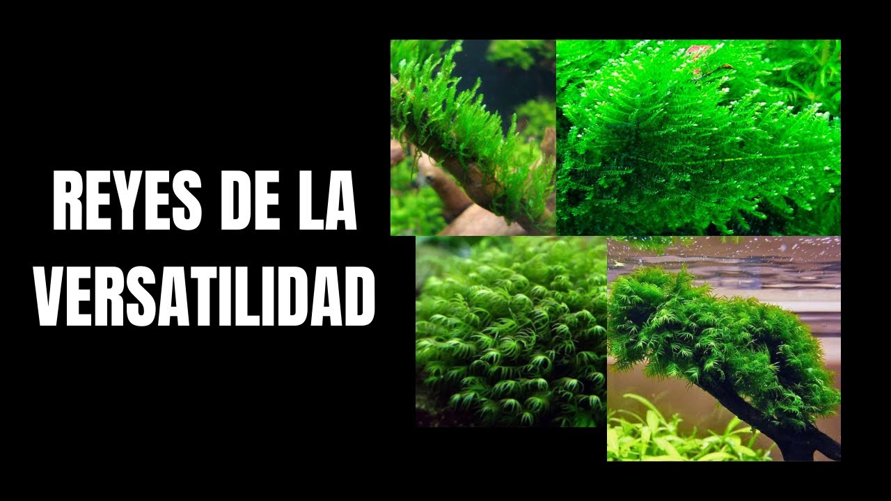 LOS MUSGOS