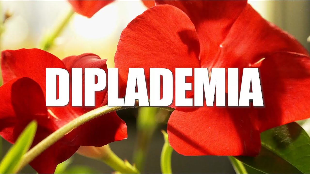 DIPLADEMIA en Plantas y Jardines - Teleamiga