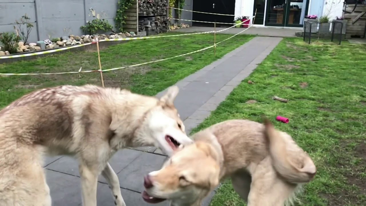 Saarloos Wolfdog play-fight in Slowmotion