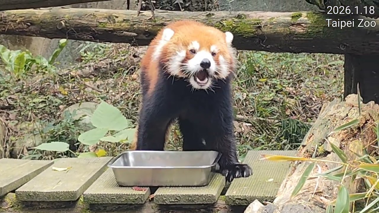 밥먹는 시간이 제일 행복한 레서판다 커신(Ke Xin)