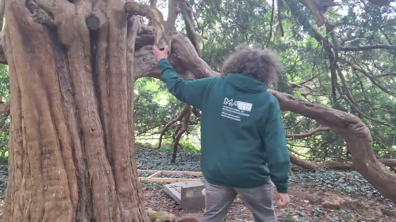 Botanikus a konyhában - 499. - tiszafa (Taxus baccata)