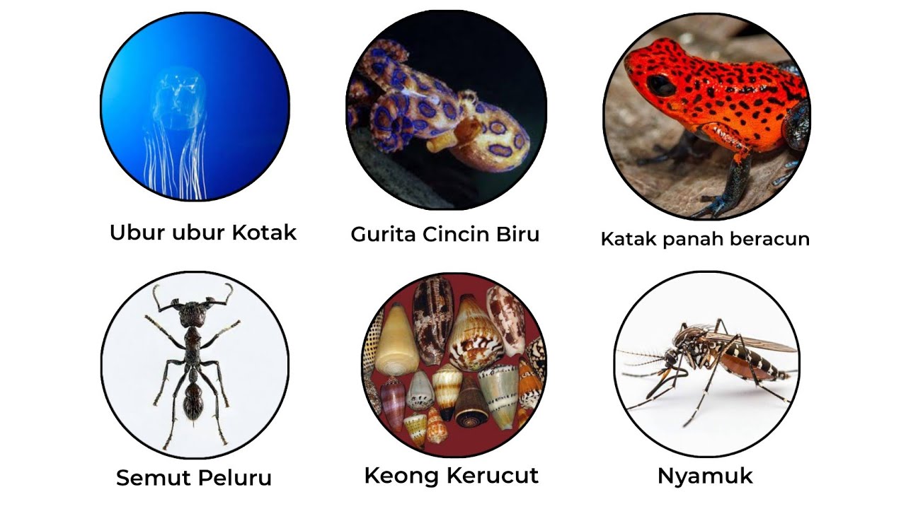 6 Hewan Kecil Berbahaya, Dijelaskan!