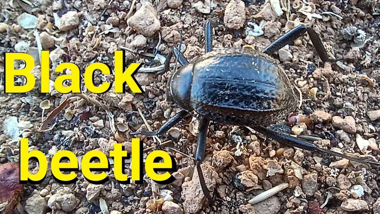 Black humus-eating beetle with long legs
