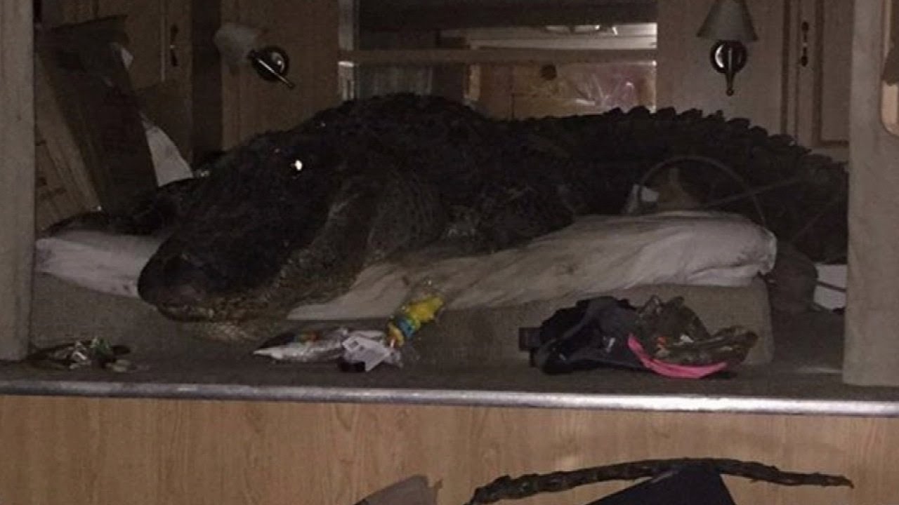Massive Gator Takes Shelter On a Bed During Hurricane Harvey