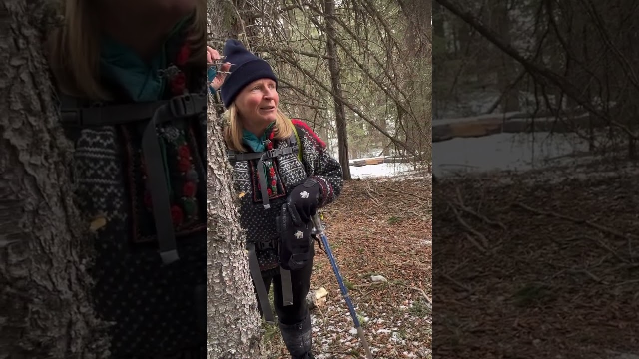 Little Tip to Correctly Identifying Lodgepole Pine with Julie Walker