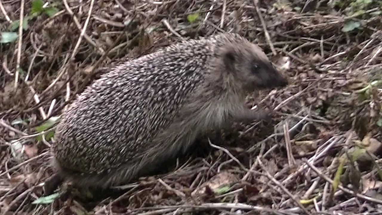 Hemyock Castle Flora & Fauna: An 