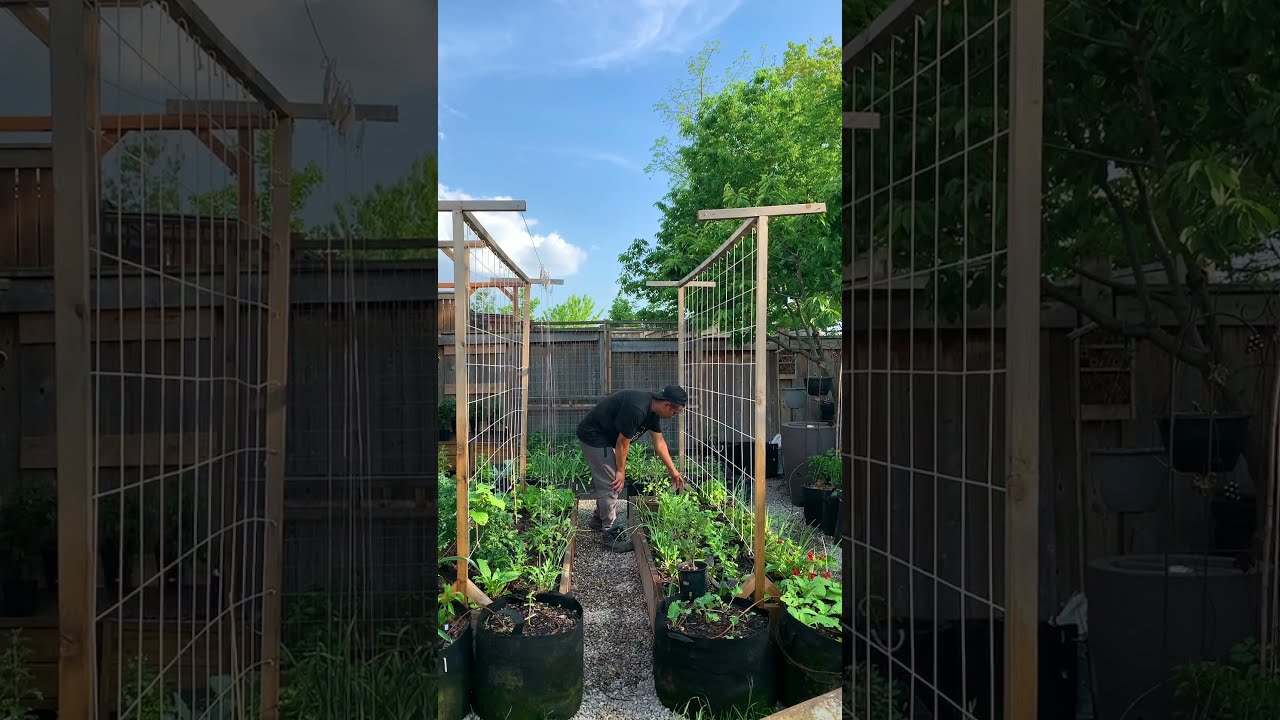 Economical DIY trellis worked!