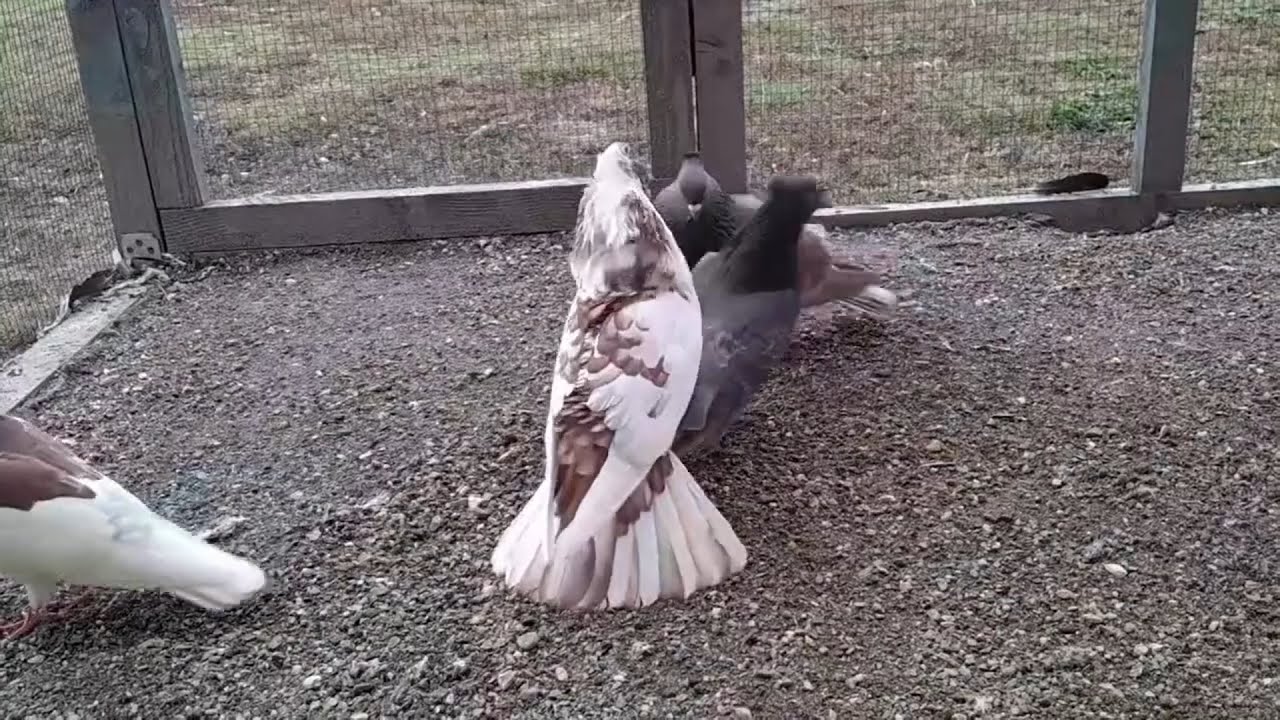 Pigeons highflyer - Pllumat lartfluturues - Srbski visoko letaci