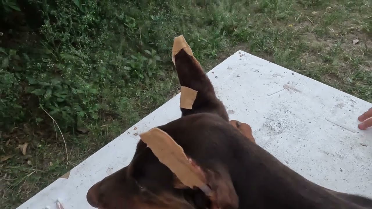 Paano magposte ng tenga after earcrop. (Doberman)#BETmoTV