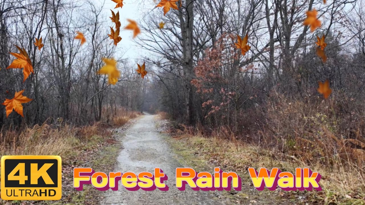 [4K] ASMR Relaxing Forest Walk in Rainstorm ☔️