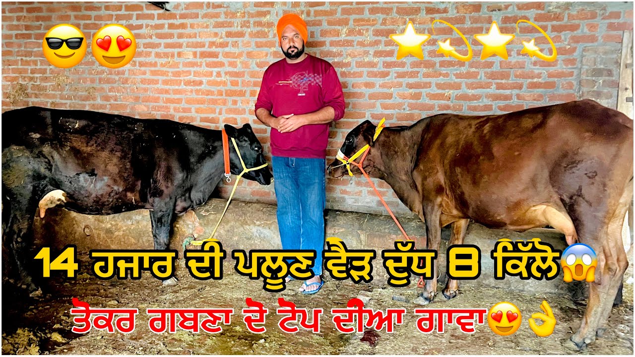 15 March 2026 PH 7526912468👈 ਬਾਈ ਕੋਲ ਟੋਪ ਦੇ ਪਸ਼ੂ ਵਿਕਾਊ 💫⭐️💫⭐️