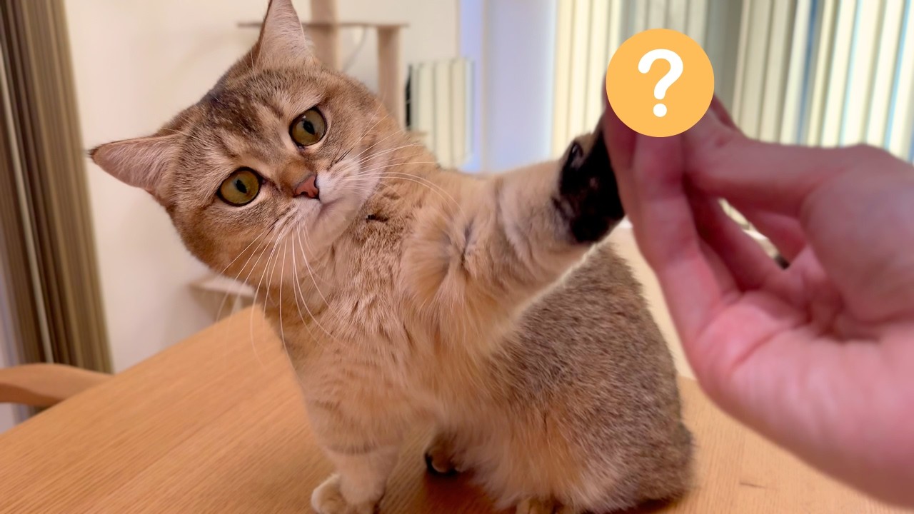 『返して！！』短足マンチカンが回収したとあるものを奪ってくる！？