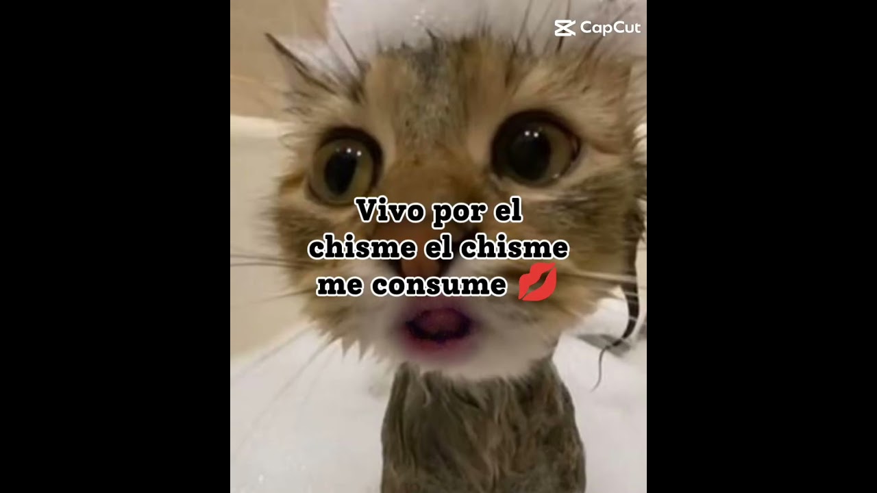 chismes de todo chile🤑