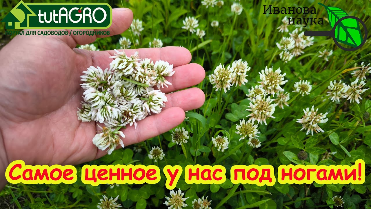 РАСТЕТ ПОД НОГАМИ, спасает от тромбов и болей в суставах, снижает холестерин, нормализует давление.