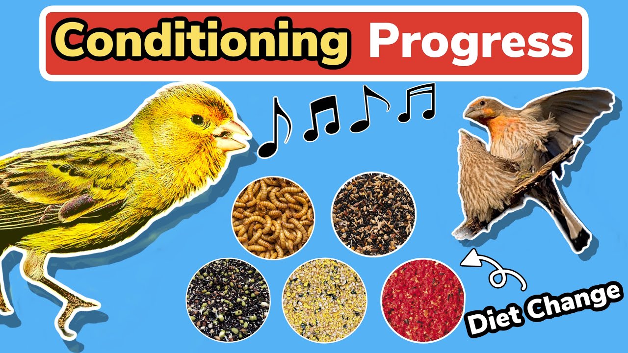 Conditioning Progress towards the Breeding Season | Changing the Diet