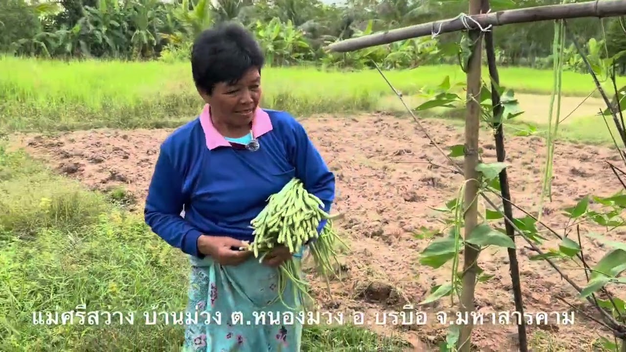 เกษตรแบบบ้านๆใช้สารปรับปรุงดินอินทรีย์เคมีหมักแร่ด้วย พด. มีอยู่ มีกิน มีขาย ฟื้นฟูแม่ธรณี | อ.พรต
