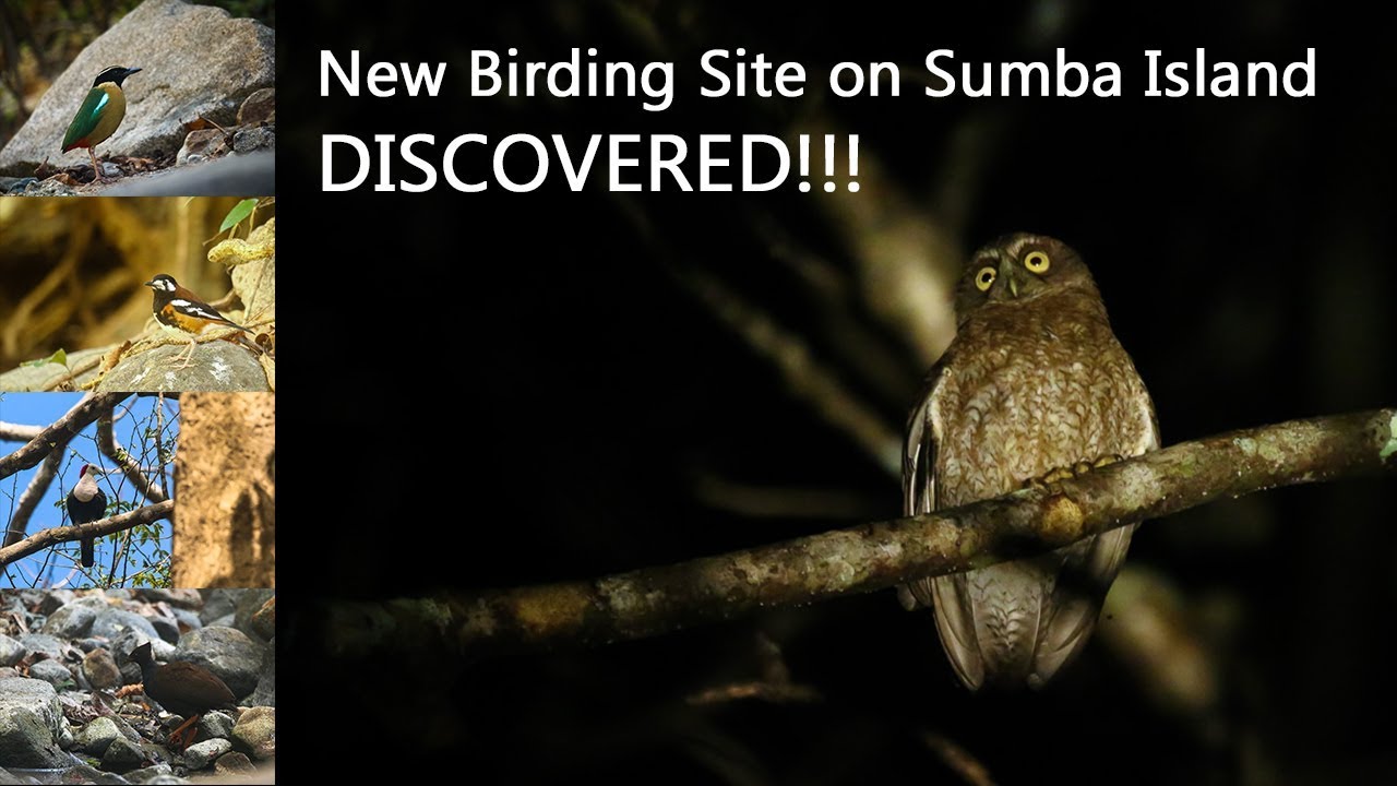 New Birding Site on Sumba Island DISCOVERED!!!