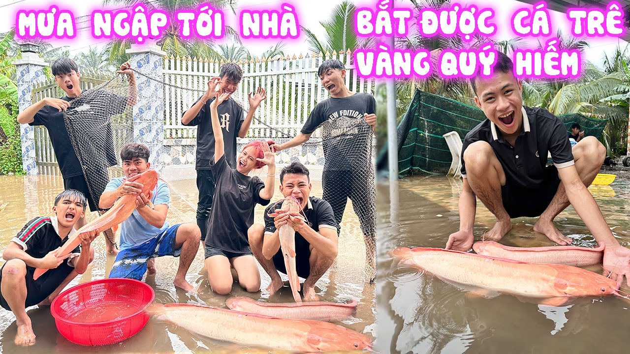 Nước Ngập Tới Nhà Bắt Được Cá Trê Hồng Quý Hiếm Nặng 5kg #trangvinhne