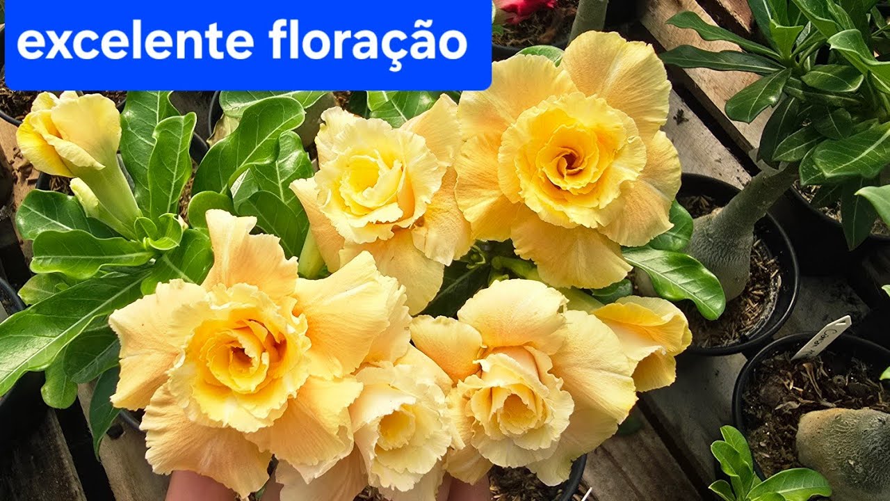 As flores mais lindas e super floriferas que você vai ver hoje! Rosa do deserto muito florida.