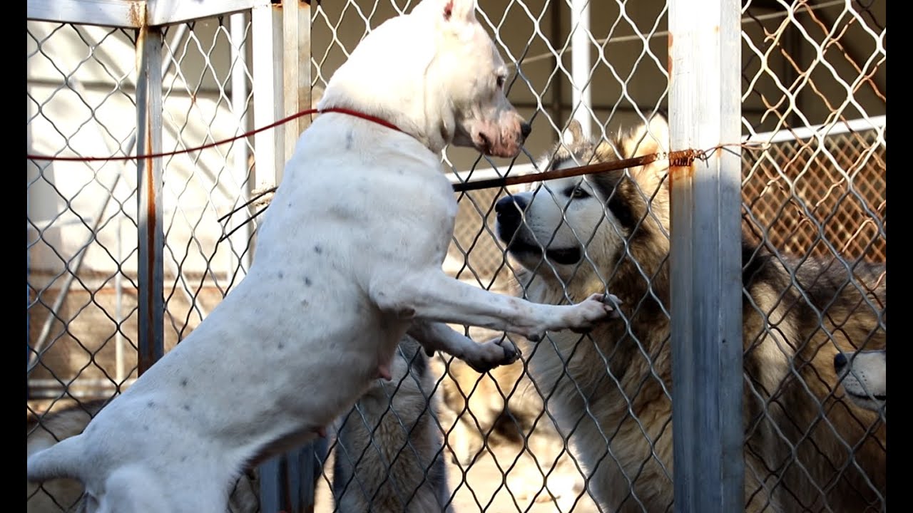 一只杜高母犬面对一群狗，本以为它会胆怯，结局太吓人了\The ending was unexpected when a female Dogo was waking into the kennel !