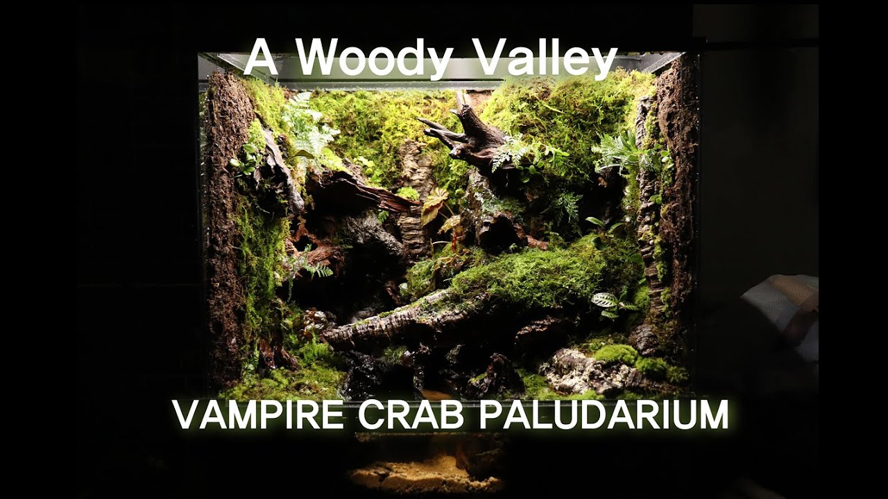 '작은 골짜기가 흐르는 우거진 숲 속' 뱀파이어크랩 팔루다리움 | A Woody Valley Vampire Crab Paludaium | Making A Paludarium