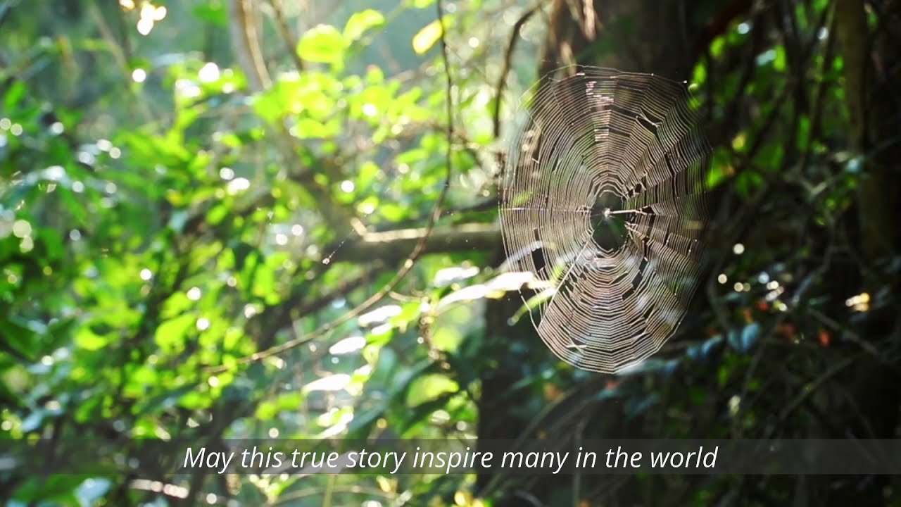 THISBFF 2020 - Forest Dharma [Trailer]