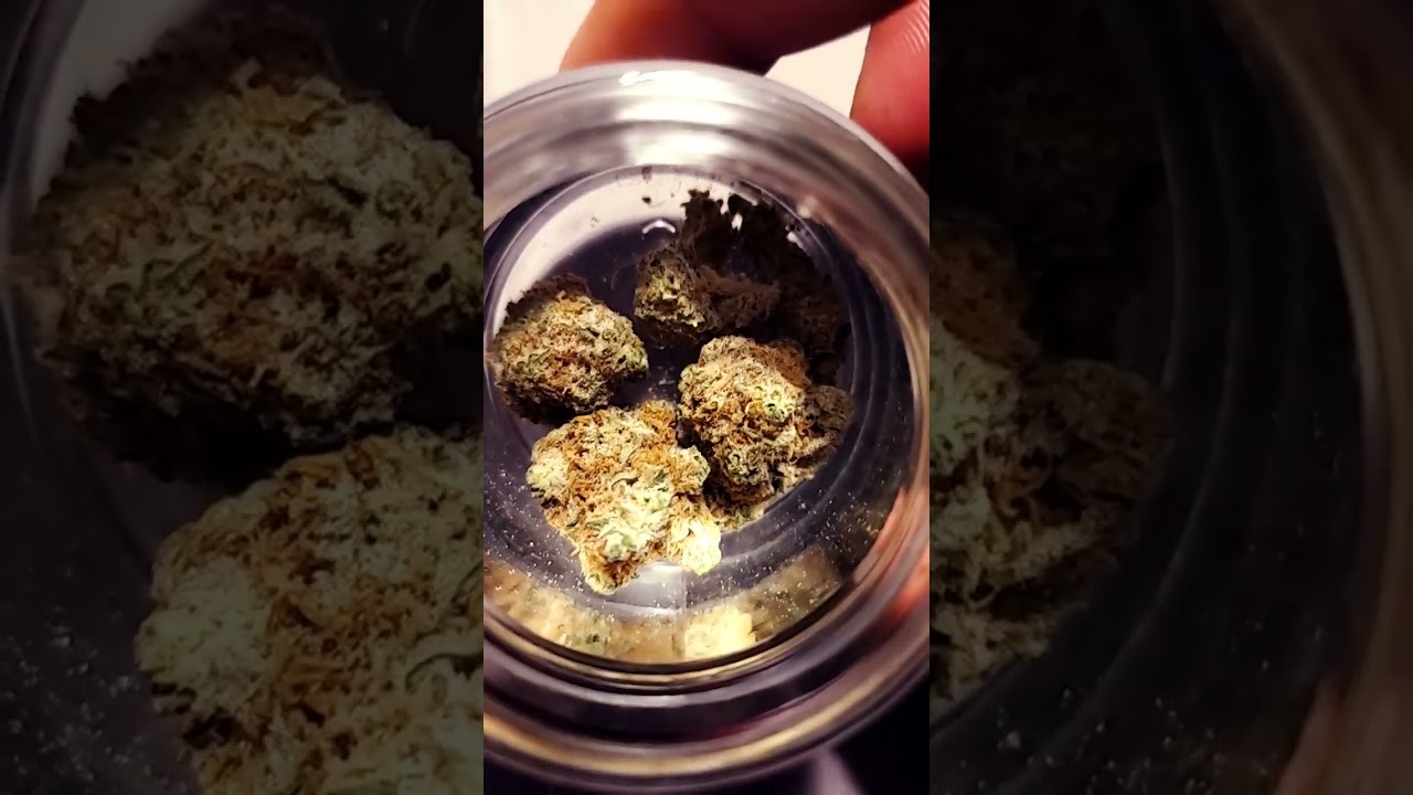 COOKIE DOS by REVOLUTION!