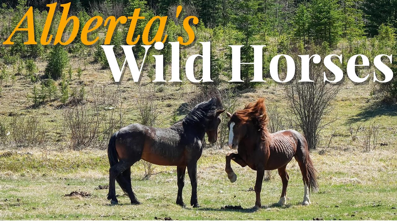 Ripp the Band Stallion | Moving His Family to Safer Ground