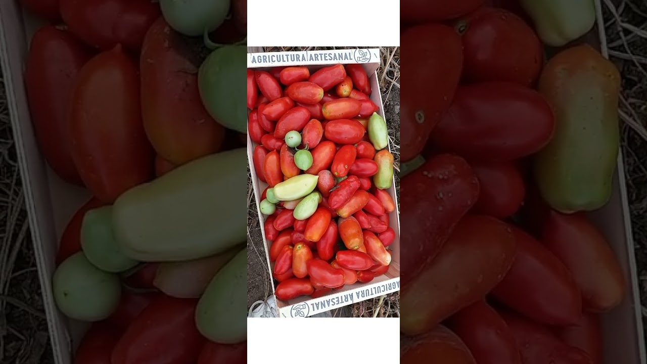 DALL'ORTO DI BABBO  ♥️ 2025 ❤️ POMODORI E DELIZIE VARIE ❤️ AJÒBENICATICONTU 