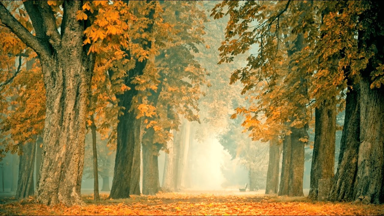 Entspannungsmusik Herbst