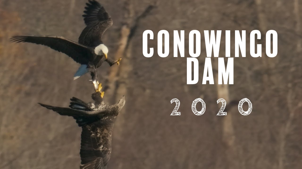 Conowingo Dam Bald Eagles 2020