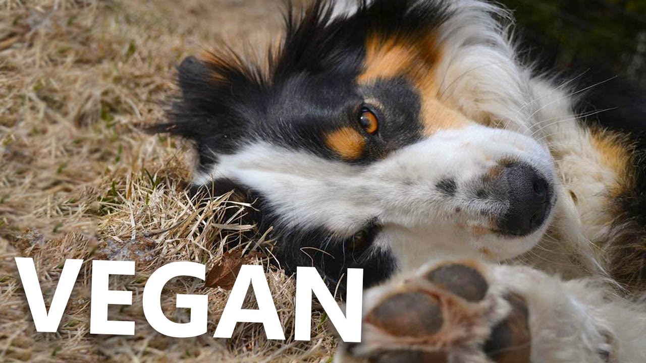 Meet My Vegan Dog | Vegan For 8 Years