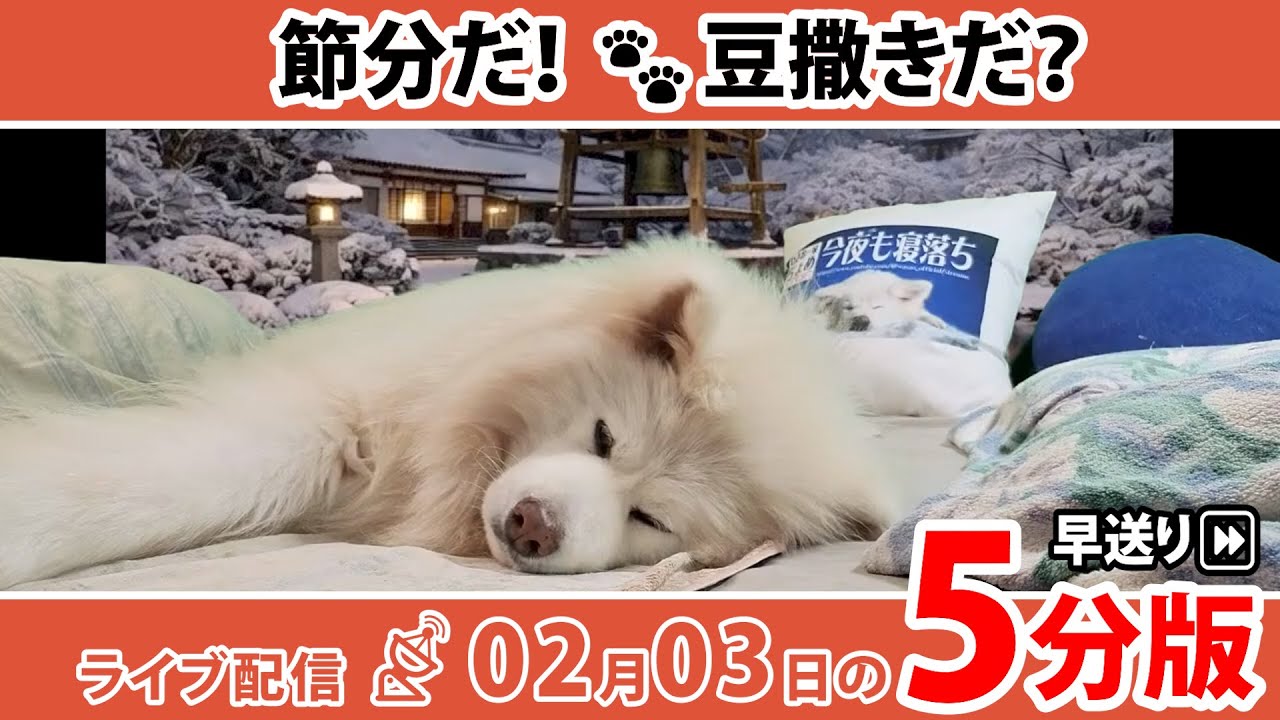 寝てる！  5分で深堀り＆振り返り！ ちょめの寝落ちライブ 早送り｜わさお一家｜2026/02/03