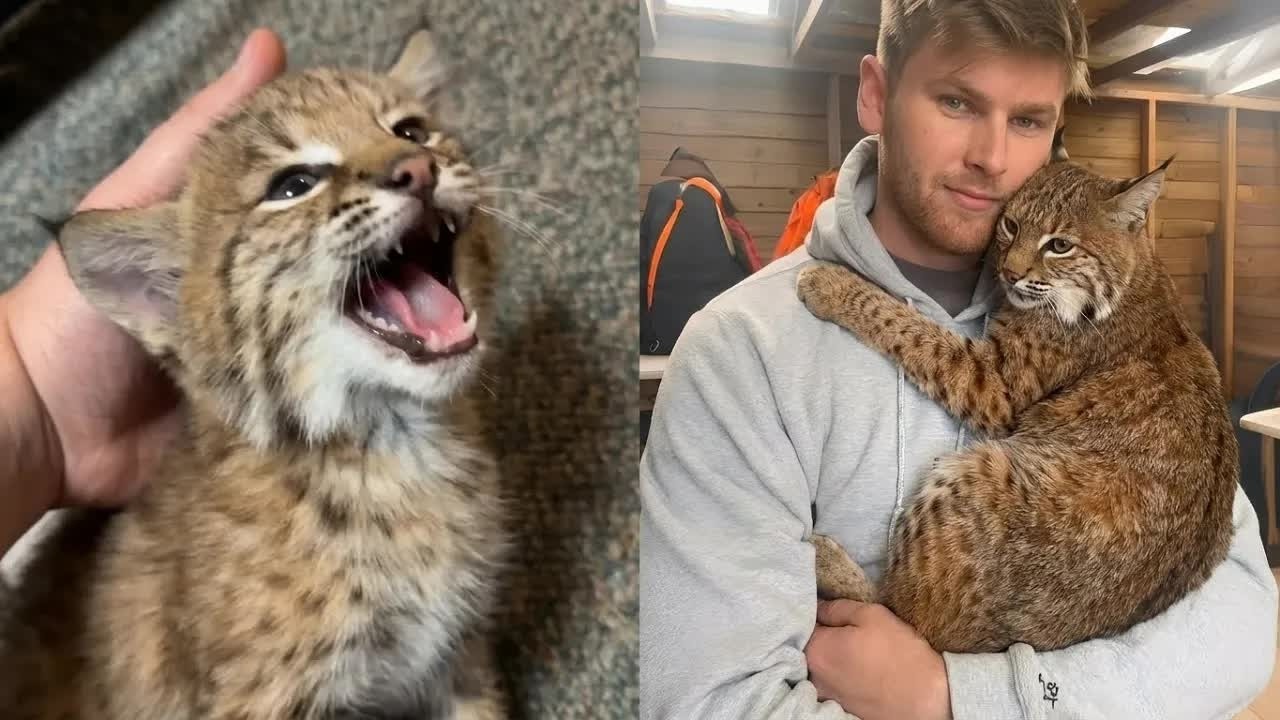 This Bobcat Suddenly Began Seizing in His Arm — What the Caretaker Does Next Will Break Your Hea