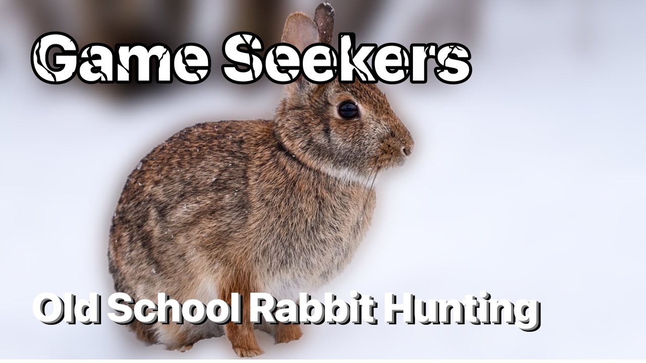 How To Hunt Rabbits! (Without Dogs)