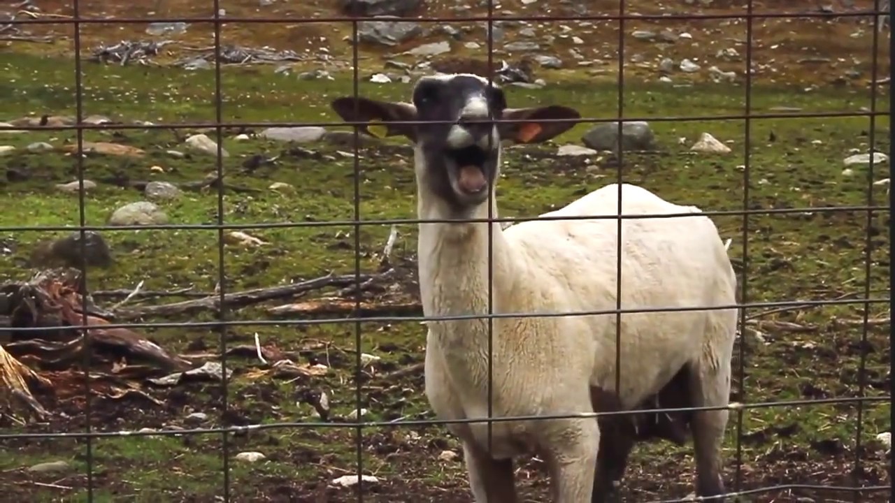 Screaming Sheep, AHHHH