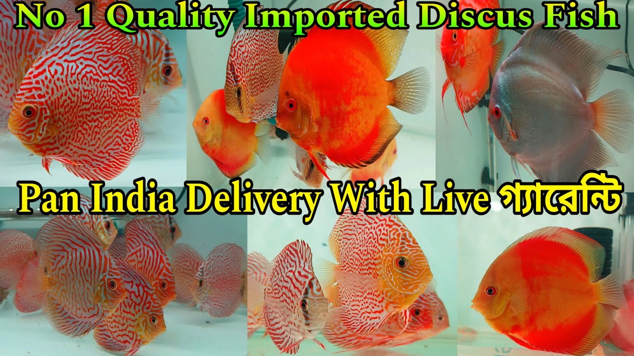 Most Beautiful Discus Fish | No 1 Quality Imported Discus Fish | Best Food For Discus Fish|Fish Shop