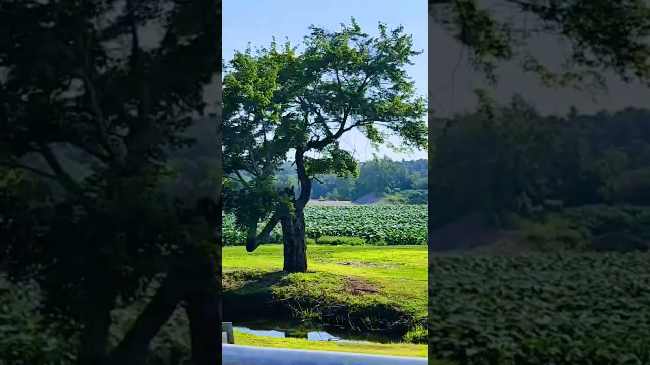 Cigar tobacco has been grown here for many years.