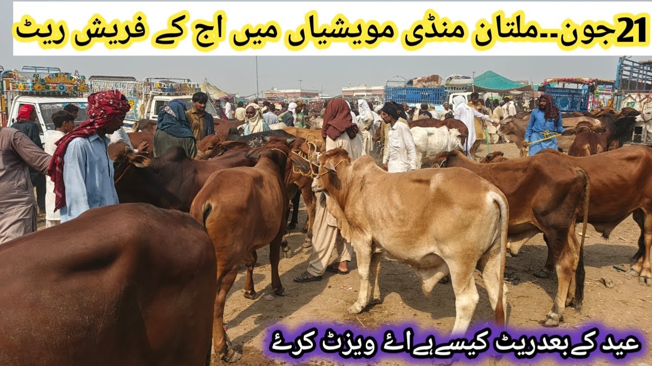 Today Multan Cow Mandi Qurbani2026 | Multan Mandi Fresh Latest Video ||Fattening Business Officiall
