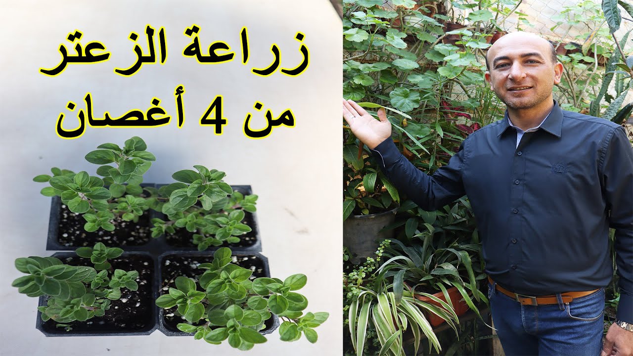 زراعة الزعتر من 4 أغصان, Propagating Thyme from Cuttings