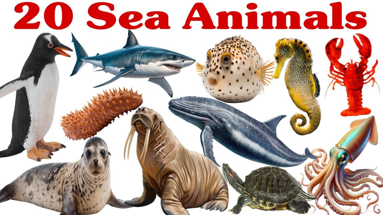 Learn 20 Sea Animals 🌊🐠 | Ocean Animals Names for Kids | Preschool & Toddler Learning Video 