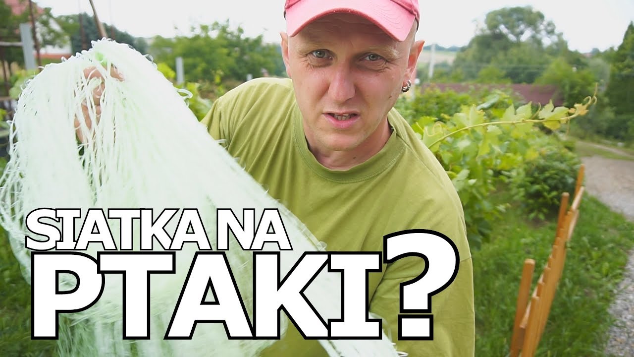 Siatka na PTAKI | WINNICA ¦ Dom Pachnący Żywicą