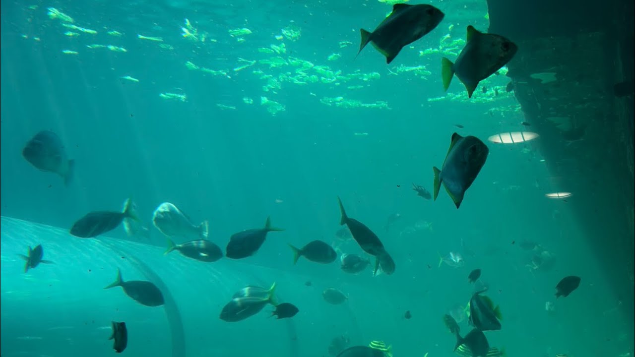 Sydney City Day Trip | SEA LIFE & Sydney Tower with Combo Ticket | Save money on top attractions